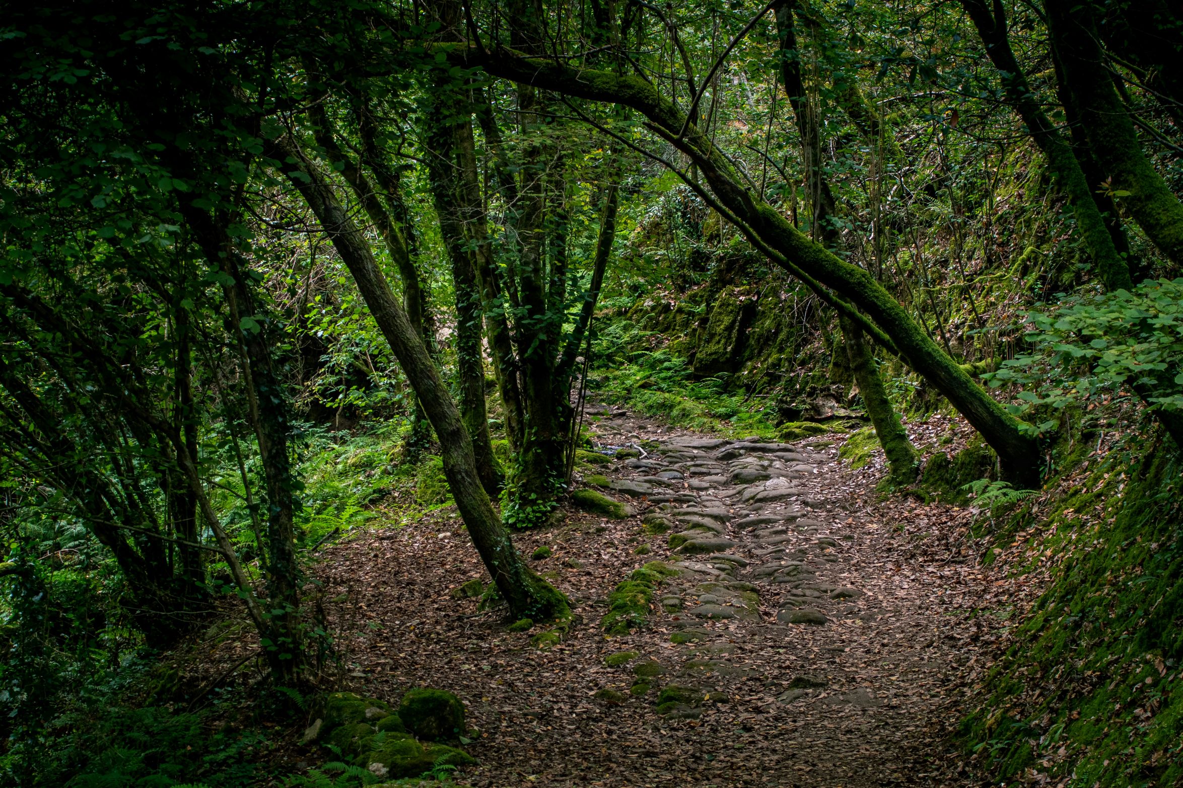emilo pascual udliznigcve unsplash2